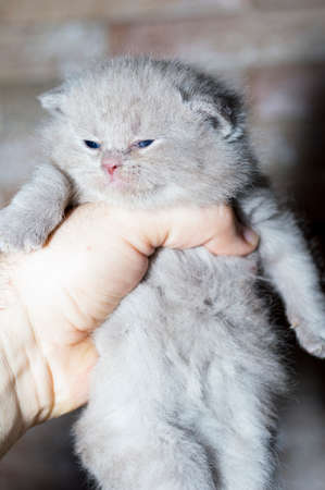 Scottish little lavender kitten in her hands against a brick wall, the theme of cats and cats in the house, pets, their photos and their livesの写真素材