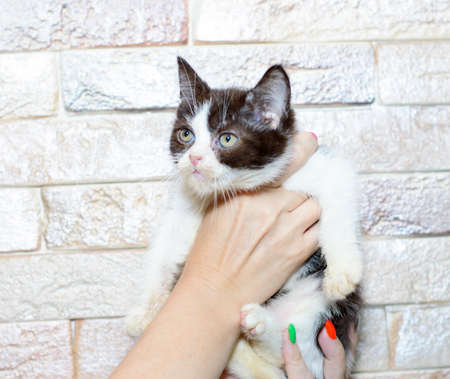 brown bicolor Scottish kitten in hand on the background of a brick wall, the theme of cats and cats in the house, pets their photos and their livesの写真素材