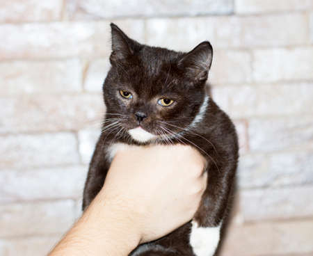 dark brown bicolor small Scottish kitten in hand, theme cats and cats in the house, pets their photos and their lifeの写真素材