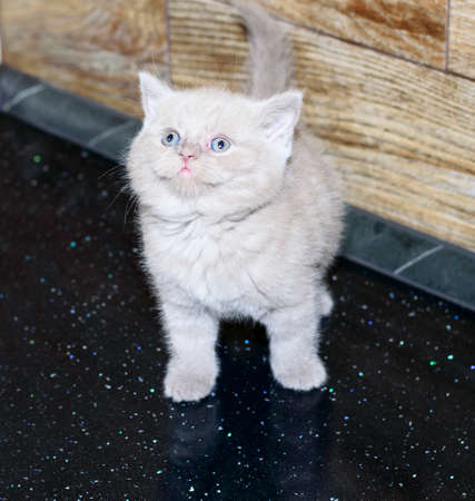 Scottish -British kitten color fawn on the countertop, domestic kitten, theme domestic cats and kittens, kittens in the kitchenの写真素材