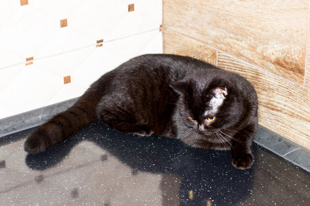 brown beautiful scottish straight cat by the wall, domestic kitten, theme domestic cats and kittens, kittens in the kitchenの写真素材