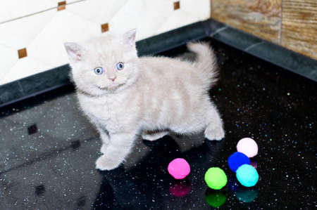 Beautiful light Scottish kitten color fawn on the countertop, pet kitten, theme domestic cats and kittens, kittens in the kitchenの写真素材