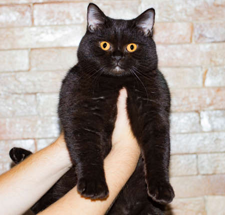 young beautiful chocolate Scottish cat in his hands on a brick wall background, the theme of cats and cats in the house, pets their photos and their livesの写真素材