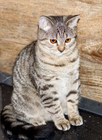 golden tiger tabi scottish kitten, pet kitten, theme pet cats and kittens, kittens in the kitchenの写真素材