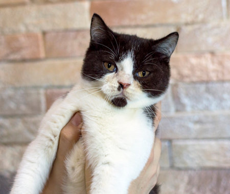 dark brown bicolor little British kitten in hand, theme cats and cats in the house, pets their photos and their lifeの写真素材