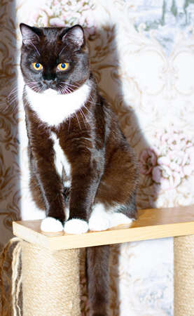 large dark brown bicolor Scottish cat is sitting on a scratching post, the theme is cats and cats in the house, pets their photos and their livesの写真素材