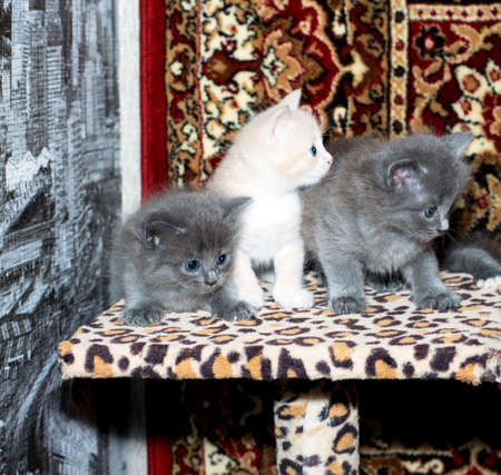 three beautiful kittens on a tiger scratching post, on a carpet background, the theme of domestic cats and kittensの写真素材