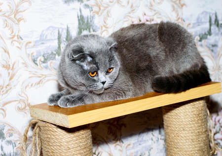Scottish blue classic fold-eared cat lying on a scratching post, theme cats and cats in the house, pets their photos and their lifeの写真素材