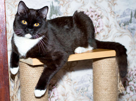 big dark bicolor Scottish straight cat on a scratching post, theme cats and cats in the house, pets their photos and their lifeの写真素材
