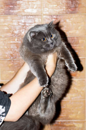 A big gray cat in his hands on a wall background, the theme of cats and cats in the house, pets their photos and their livesの写真素材