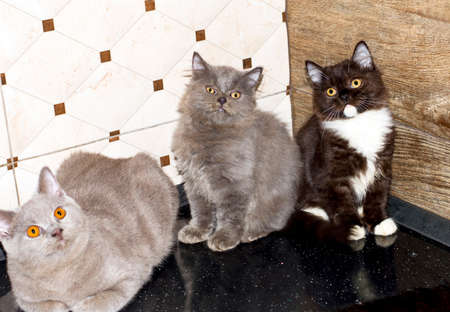 three large Scottish kittens Highland straight, a domestic kitten, a theme of cats domestic and kittens, kittens in the kitchenの写真素材
