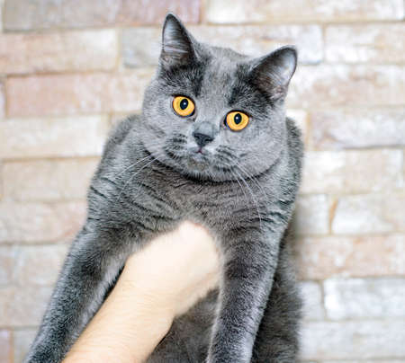 young beautiful blue classic Scottish cat in her hands on a brick wall background, the theme of cats and cats in the house, pets their photos and their livesの写真素材