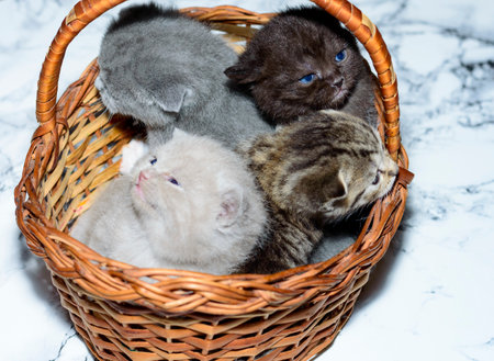 blue, fawn, brown and taby kittens in a basket, pet kitten, theme pet cats and kittensの写真素材