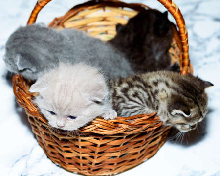 four colors - blue, fawn, brown, tabby kittens in a basket, pet kitten, theme pet cats and kittensの写真素材