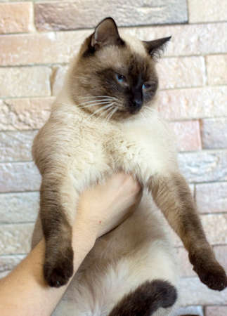 Siamese beautiful big cat in his hands on the background of the wall, the theme of cats and cats in the house, pets their photos and their livesの写真素材