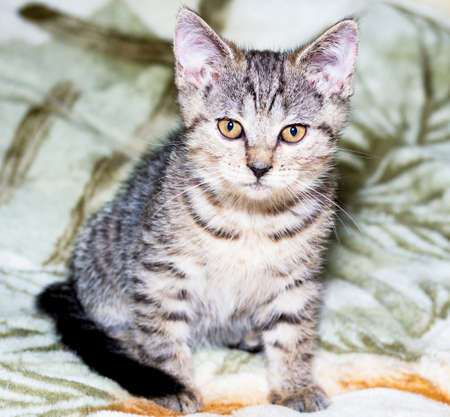 beautiful tiger tabi Scottish kitten golden chinchilla sitting on a blanket, the theme of cats and cats in the house, pets their photos and their livesの写真素材