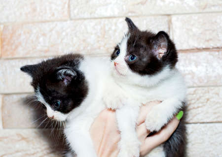 two bicolor Scottish kittens in their hands on the background of the wall, the theme of cats and cats in the house, pets their photos and their livesの写真素材