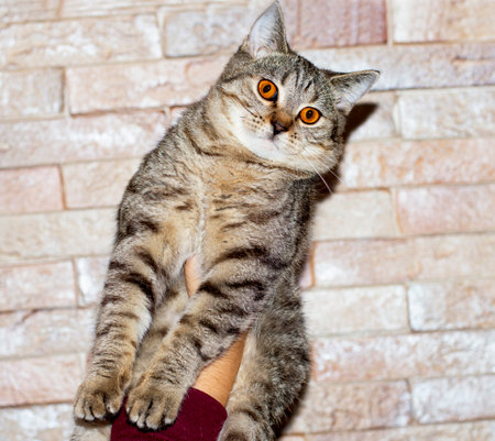 Scottish chinchilla golden tiger tabby cat in his hands on the background of the wall, the theme of cats and cats in the house, pets their photos and their livesの写真素材