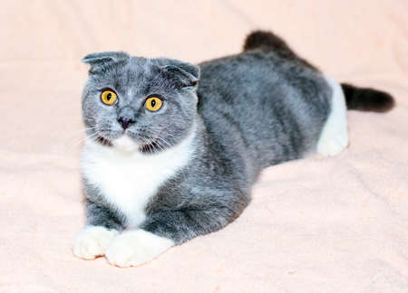 Scottish fold bicolor blue cat is lying on a light bed, the theme of cats and cats in the house, pets their photos and their livesの写真素材