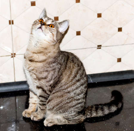 Beautiful golden tiger Scottish kitten, pet kitten, theme pet cats and kittens, kittens in the kitchenの写真素材