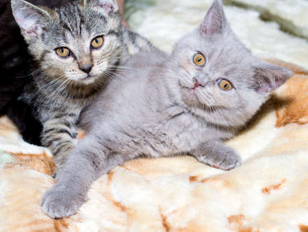 tiger tabby kitten playing with a lilac kitten on a blanket, the theme of cats and cats in the house, pets their photos and their livesの写真素材