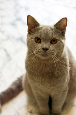 A Scottish cat fawn-lilac on a marble background, cats and cats in the house, pets, their photos and their lifeの写真素材