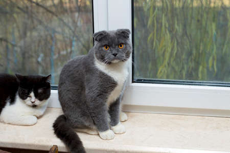 two cats on the windowsill, cats and cats in the house, pets, their photos and their lifeの写真素材