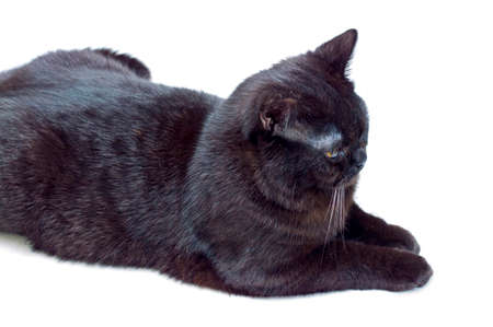 Scottish dark brown cat on an isolated background, cats and cats in the house, pets their photos and their livesの写真素材