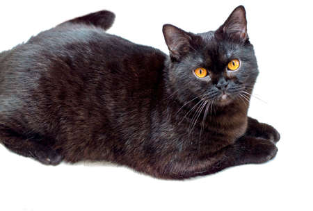 Scottish dark cat isolate background, cats and cats in the house, pets, their photos and their lifeの写真素材