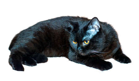 Scottish straight cat of dark color portrait, cats, kittens and cats in the house, pets their photos and their lifeの写真素材