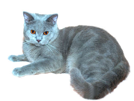 Scottish cat color Fawn portrait-isolate, cats, kittens and cats in the house, pets their photos and their livesの写真素材
