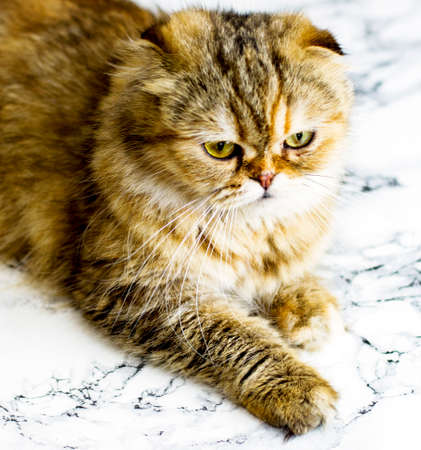 close-up portrait of a bright beautiful fluffy highland longhair golden chinchilla cat on a marble background, the theme of cats, kittens and cats in the house, pets their photos and their livesの写真素材
