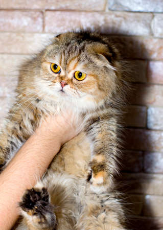 golden chinchilla Highland cat in hand on a brick wall background, theme cats, kittens and cats in the house, pets their photos and their livesの写真素材