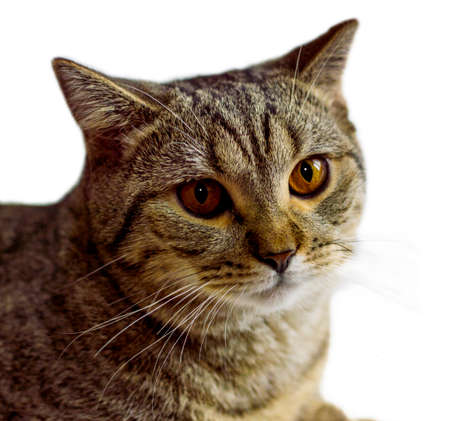 portrait of tiger tabby kitten isolate, theme cats, kittens and cats in the house, pets their photos and their lifeの写真素材