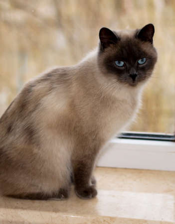 white Scottish cat close-up at the window, the theme of domestic purebred cats, kittens and cats in the house, beautiful pets their photos and their livesの写真素材