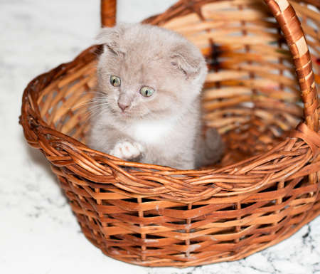 Scottish fold bicolor lilac kitten peeking out of a basket , beautiful purebred kittens, kittens in the house, pets,の写真素材