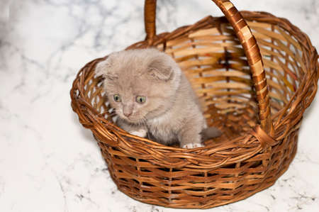 little Scottish kitten looking out of a wicker basket , beautiful purebred kittens, kittens in the house, pets,の写真素材