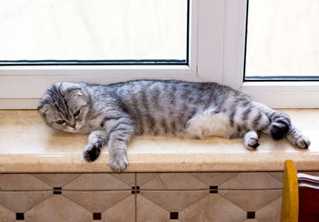 fold tabby gray Scottish cat is lying on the windowsill, beautiful purebred domestic cats, a cat in the house, a cat in the kitchenの写真素材