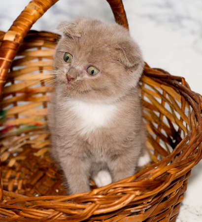 close-up fold bicolor lilac Scottish kitten sitting in a wicker basket , beautiful purebred kittens, kittens in the house, pets, petsの写真素材