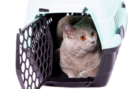 british cat looks out of an open door lying in a cat carrier, an isolated image, beautiful domestic cats, cats in the house, pets, a trip to the vet. a trip away from homeの写真素材