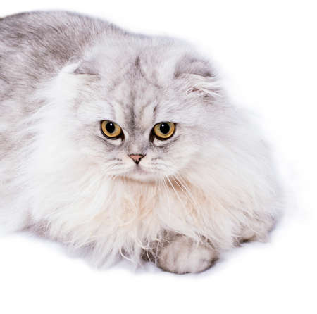 longhair Highland scottish fold cat silver chinchilla lying on a white background, isolated image, beautiful domestic cats, cats in the house, pets,の写真素材