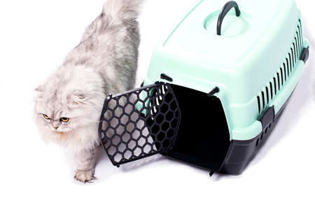 isolated image of a silver chinchilla cat Scottish-fold near a cat carrier, beautiful purebred kittens, kittens in the house, pets, a trip to the vet, a trip with a catの写真素材