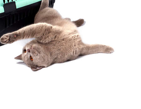 beautiful Scottish fawn cat lying down playing near a cat carrier for carrying animals, isolated image, beautiful domestic cats, cats in the house, pets, going to the vet, transporting animalsの写真素材