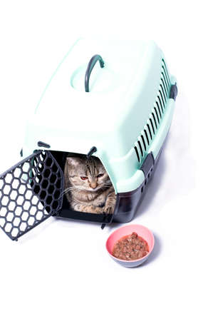 isolated image, a tabi cat inside a cat carrier, a bowl of food, beautiful domestic cats, cats in the house, pets, going to the vet, traveling with a catの写真素材