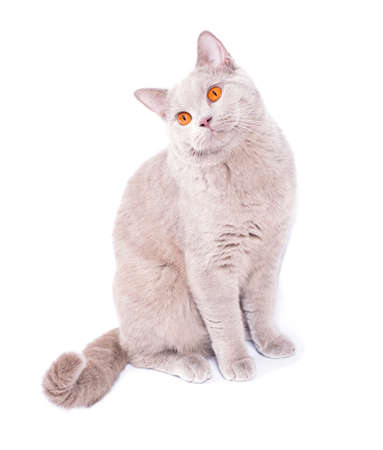 beautiful Scottish British cat fawn sitting on a white background, isolated image, beautiful domestic cats, cats in the house, petsの写真素材