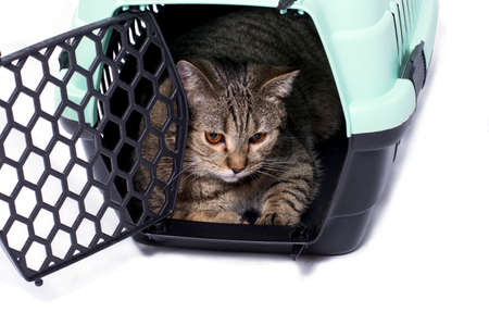 isolated image of a cat Scottish straight tab inside a cat carrier, beautiful domestic cats, cats in the house, pets, going to the vet, traveling with a catの写真素材