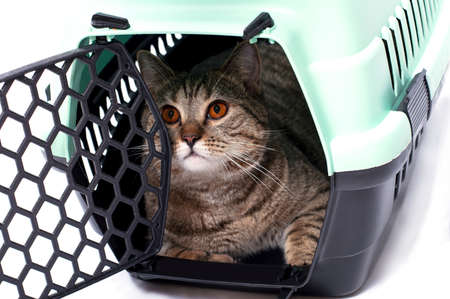 tabi gold cat inside a cat carrier, isolated image, beautiful domestic cats, cats in the house, pets, going to the vet, traveling with a catの写真素材