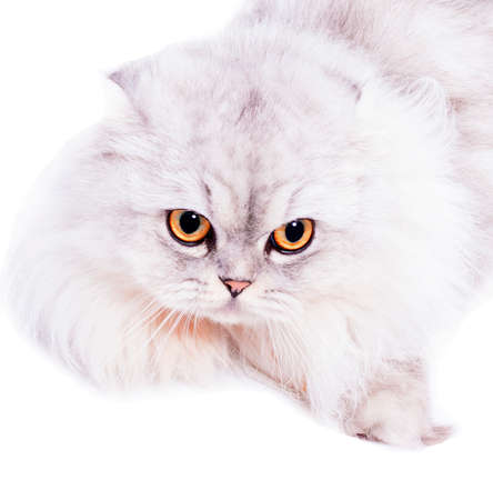 portrait fluffy scottish Highland cat silver chinchilla lying on a white background, isolated image, beautiful domestic cats, cats in the house, pets,の写真素材