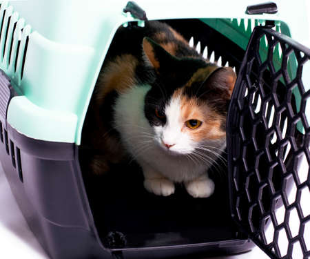 isolated image, beautiful tricolor cat sitting in a cat carrier, beautiful domestic cats, cats in the house, pets, going to the vet, traveling with a catの写真素材