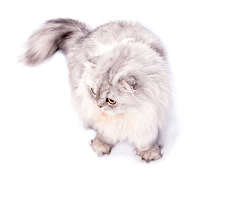 beautiful fluffy longhair scottish cat light silver chinchilla sitting, isolated image, beautiful domestic cats, cats in the house, pets,の写真素材